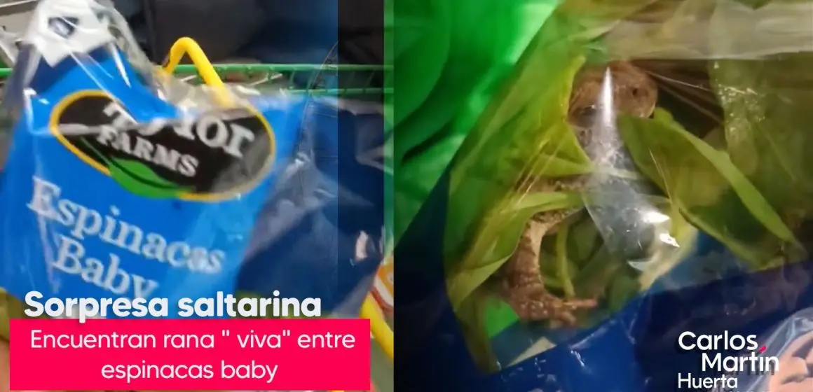 ¡Sorpresa! Encuentran rana viva en bolsa de espinacas baby