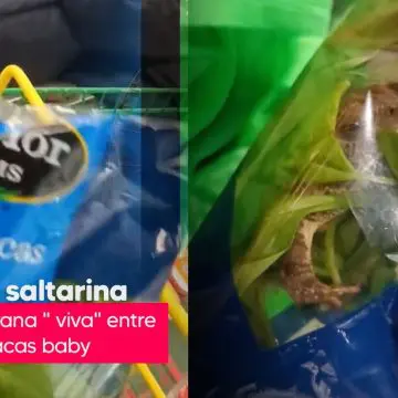 ¡Sorpresa! Encuentran rana viva en bolsa de espinacas baby