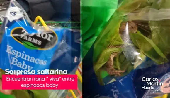 ¡Sorpresa! Encuentran rana viva en bolsa de espinacas baby