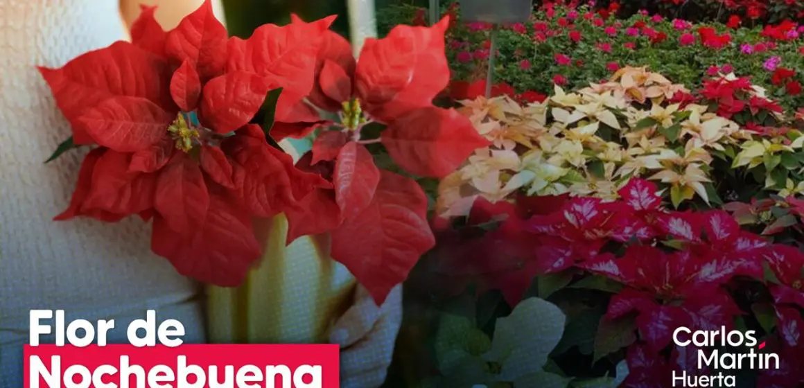 La Flor de Nochebuena: símbolo de la Navidad y orgullo mexicano