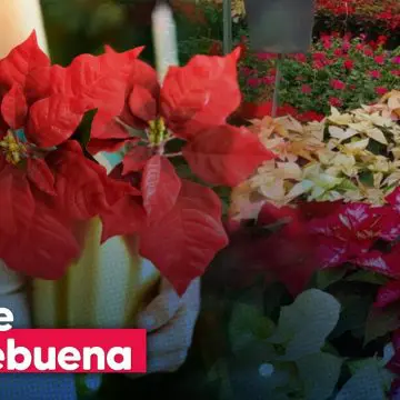 La Flor de Nochebuena: símbolo de la Navidad y orgullo mexicano