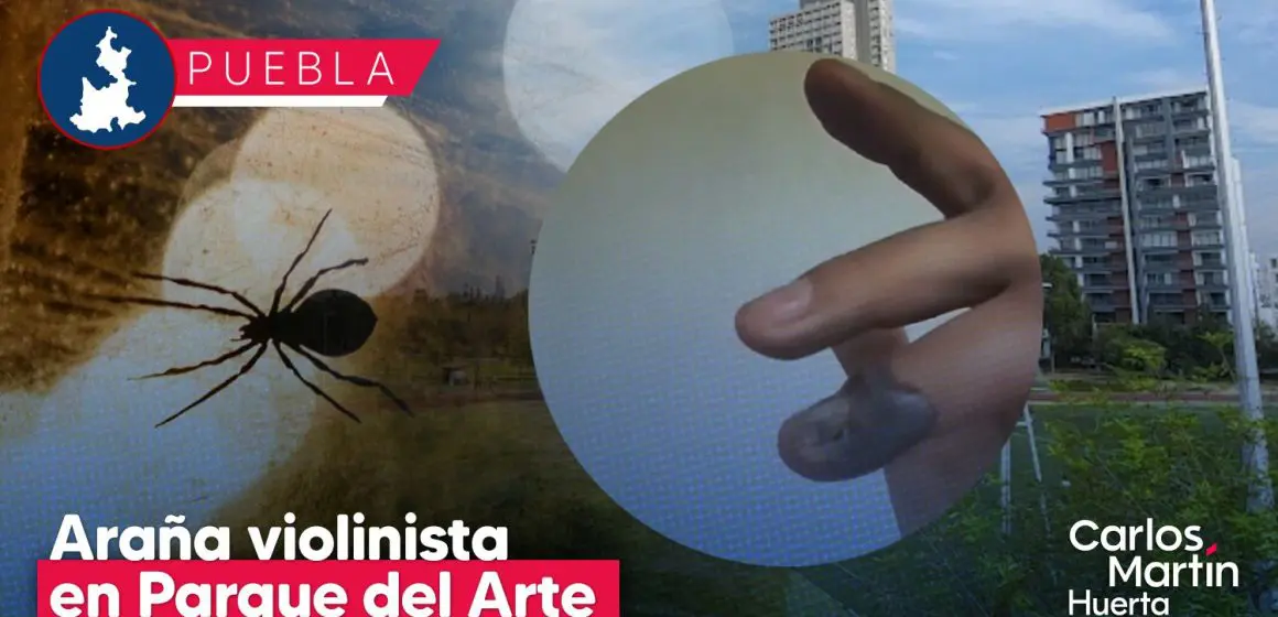 Joven es picado por araña violinista en el Parque del Arte; pagó 90 mil pesos por antídoto