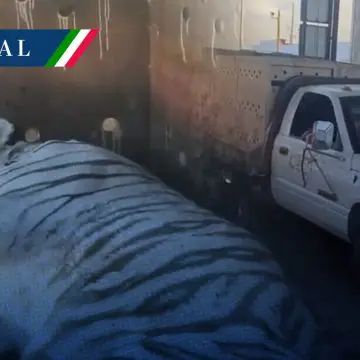 Rescatan a dos tigres de bengala en finca de Culiacán