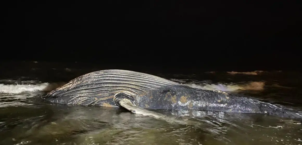 En Mazatlán Ballena Jorobada pierde la vida atrapada en red de pesca