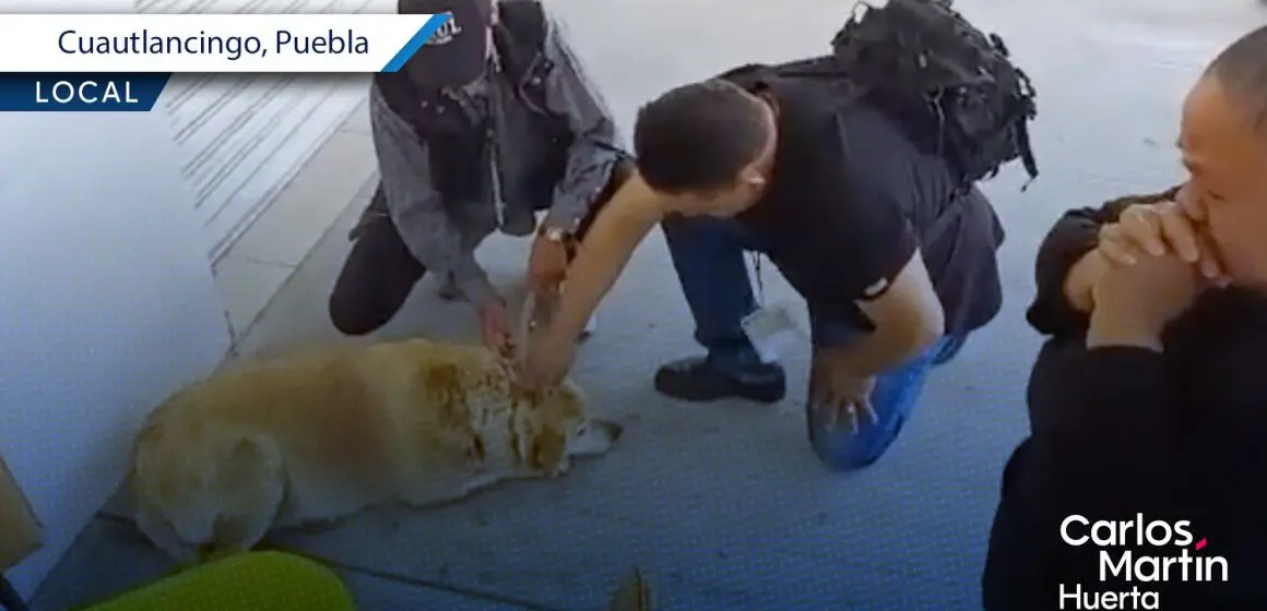 Indignante maltrato animal en Cuautlancingo: atacan a perrita con machete en mercado municipal