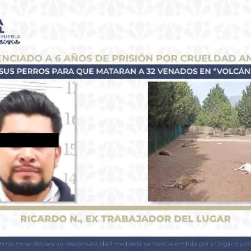 Obtiene FGE sentencia de 6 años de prisión contra sujeto por crueldad animal, provocó la muerte a 32 venados