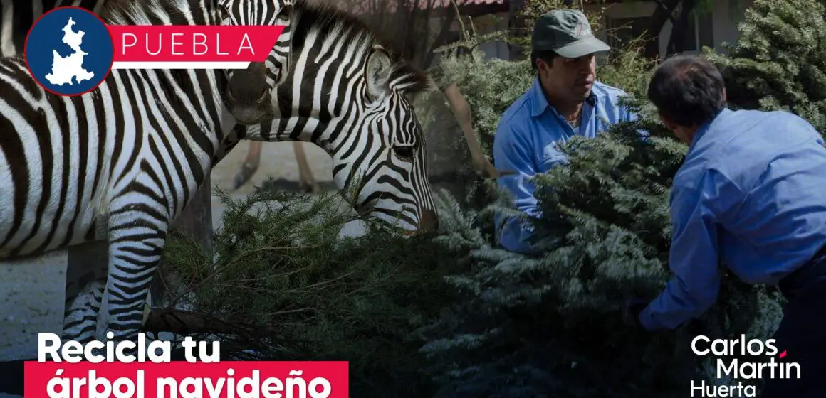 Recicla tu árbol de navidad y consigue un 2×1 en Africam Safari o Arboterra