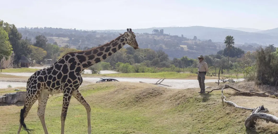 ¡Benito, la jirafa, cumple un año en Africam Safari!