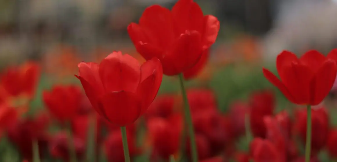 ¡Florece la primavera en Atlixco! Descubre la magia de los tulipanes