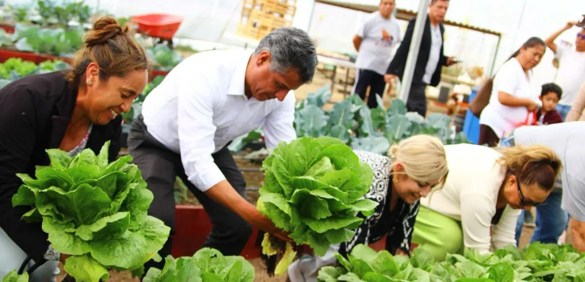 Dona Secretaría de Bienestar municipal lechugas cultivadas en huerto urbano rehabilitado