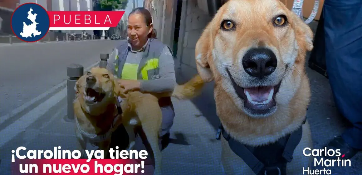 ‘Carolino’, perrito “expulsado” de Filosofía y Letras, ya tiene nuevo hogar