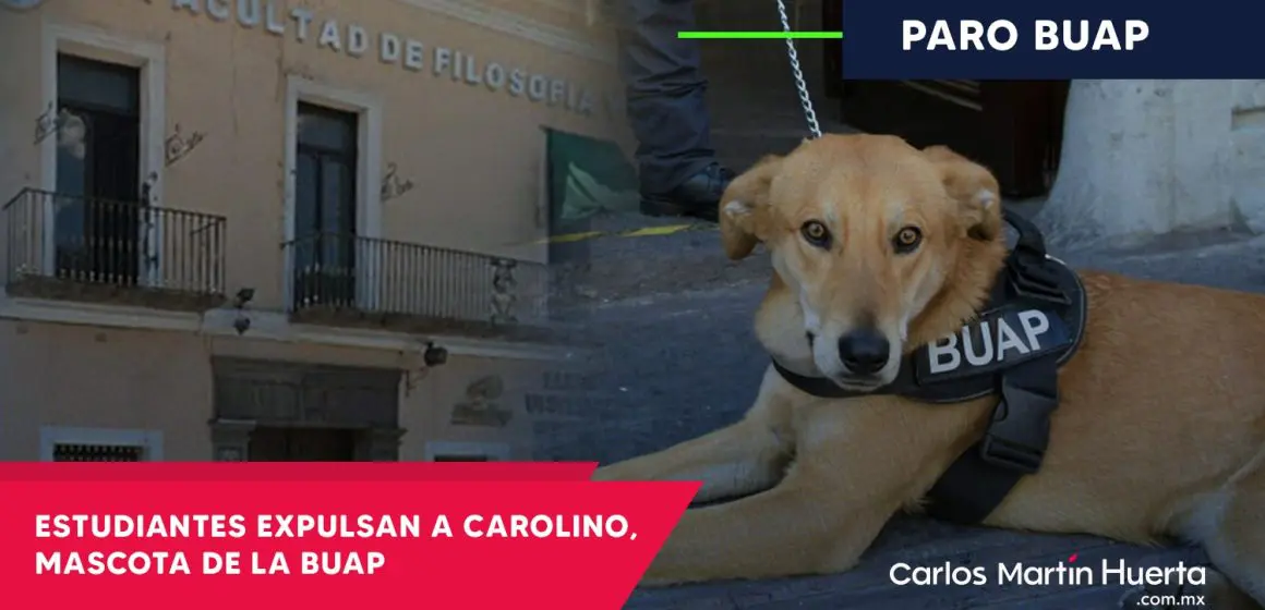 Carolino, el perro guardián de la BUAP, es expulsado: ¿Una decisión necesaria o un error?