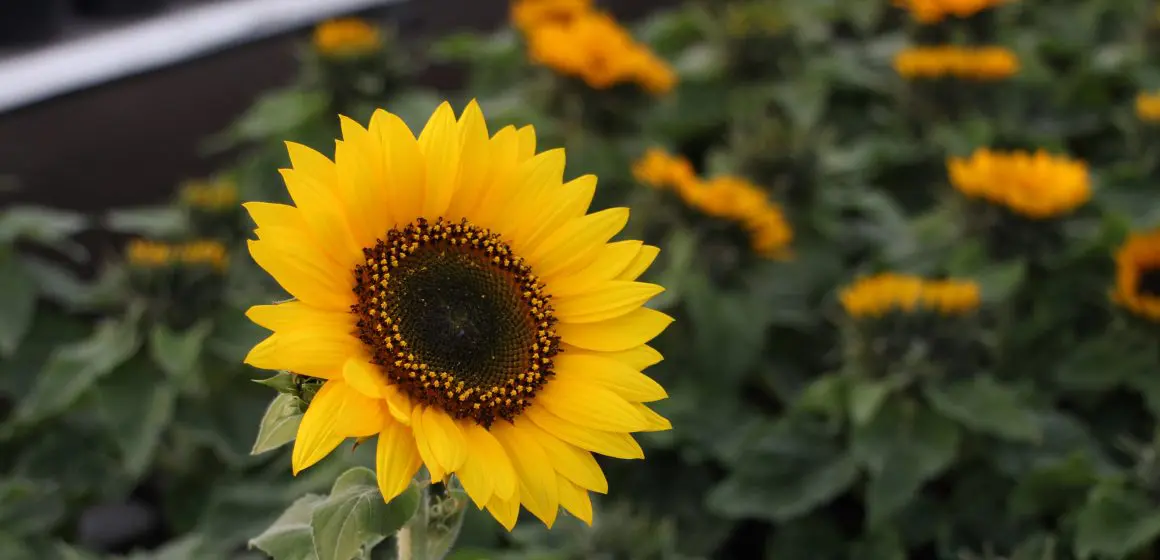 ¿Por qué se regalan flores amarillas el 21 de marzo?