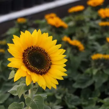 ¿Por qué se regalan flores amarillas el 21 de marzo?