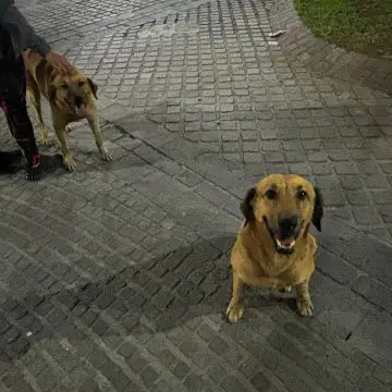 Bienestar Animal y municipios trabajan para proteger a seres sintientes