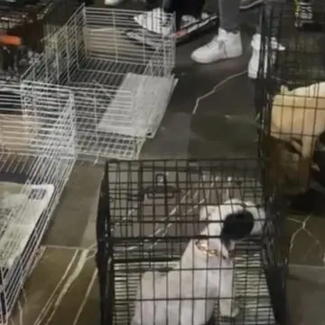 Operativo interinstitucional en Analco: SGG decomisa 12 animales