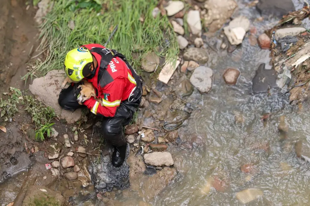 Exitosa operación de rescate animal en Puebla: lomito cae en barranca y es salvado por autoridades 1 2fad014b 1034 4c3e aa26 02c76f85a665