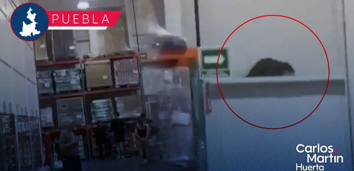 Animal sorprende a clientes de Costco Puebla