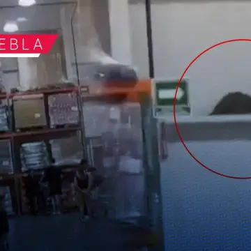 Animal sorprende a clientes de Costco Puebla