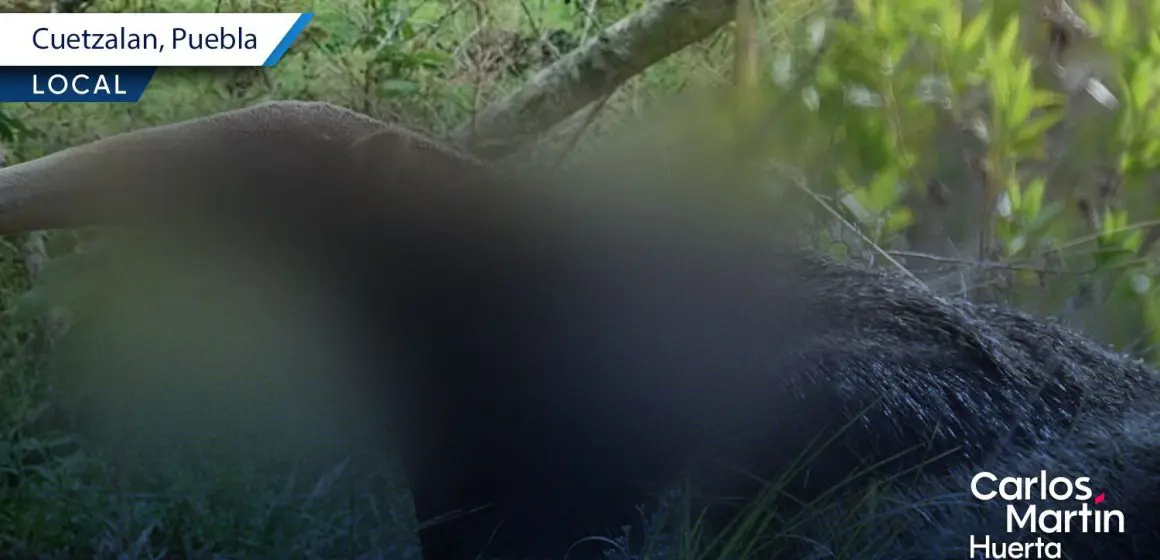 Asesinan y cuelgan a oso hormiguero en Cuetzalan; caso de maltrato animal que exige justicia
