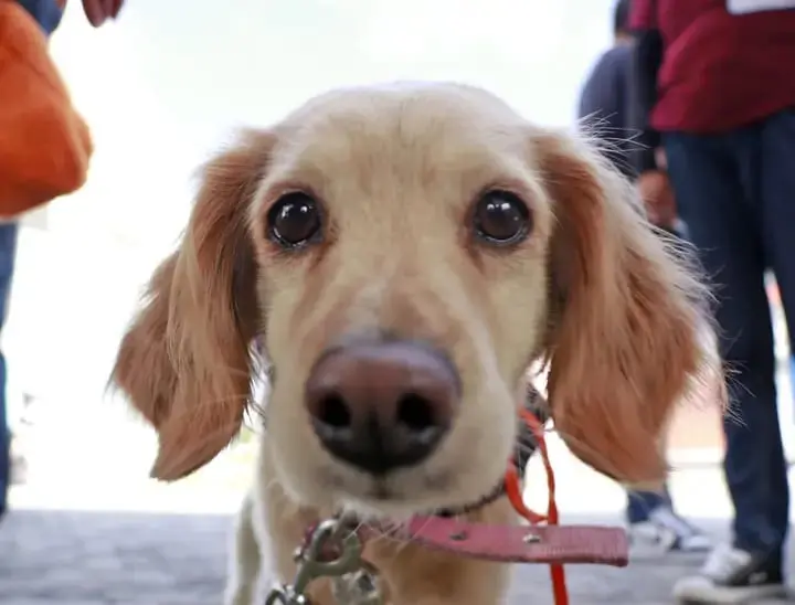 Jornadas de esterilización en Cuautlancingo: Un compromiso con el bienestar animal 1 Jornadas de esterilización en Cuautlancingo: Un compromiso con el bienestar animal