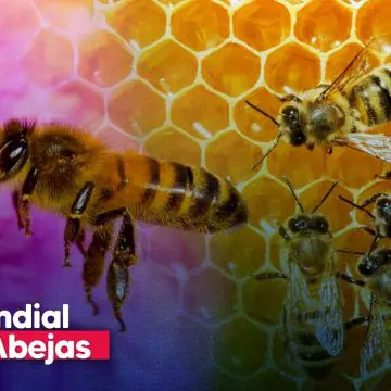 Día Mundial de las Abejas: guardianas de la vida en el planeta