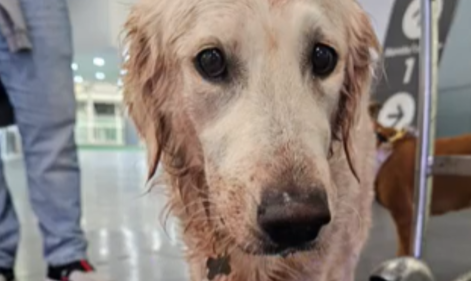 Denuncian maltrato a perrita Maple en vuelo de Aeroméxico: Aerolínea se deslinda