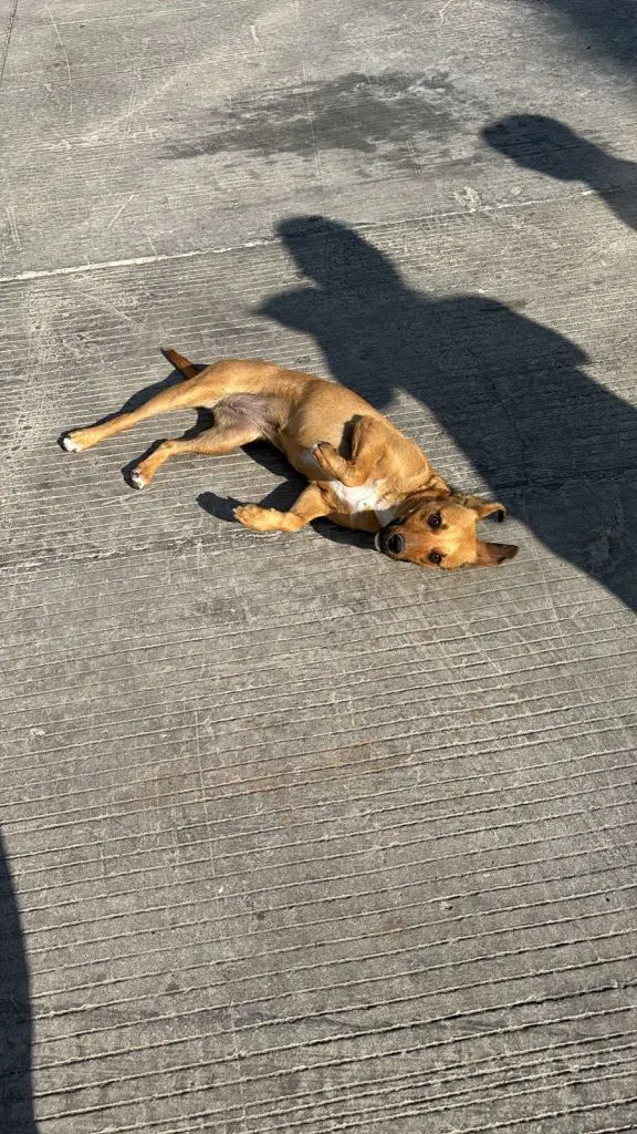 Envenenan a perros y gatos en fraccionamientos de Tianguismanalco 3 Envenenamiento en Fraccionamiento Casas GEO y el Fraccionamiento Buenavista