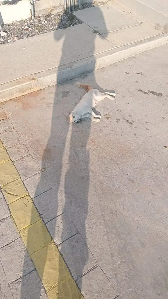 Envenenan a perros y gatos en fraccionamientos de Tianguismanalco 2 Envenenan a perros y gatos en Tianguismanalco