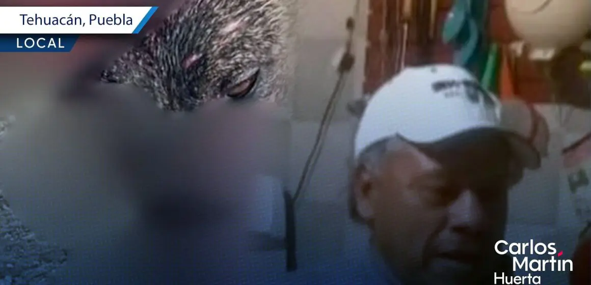Hombre agrede con machete a perro en Tehuacán; peludo lucha por su vida