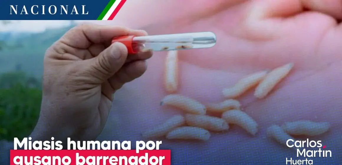 Salud detecta seis casos de miasis humana por gusano barrenador en Chiapas y Campeche