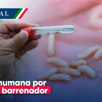 Salud detecta seis casos de miasis humana por gusano barrenador en Chiapas y Campeche