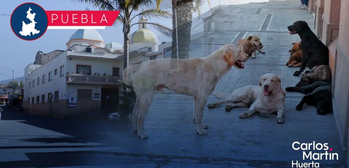 San Miguel Canoa, junta auxiliar con mayor presencia de perros callejeros: Protección Animal