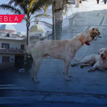 San Miguel Canoa, junta auxiliar con mayor presencia de perros callejeros: Protección Animal