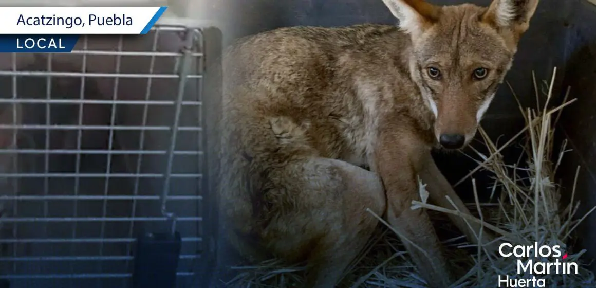 Rescatan a coyote que se metió a una casa en Acatzingo