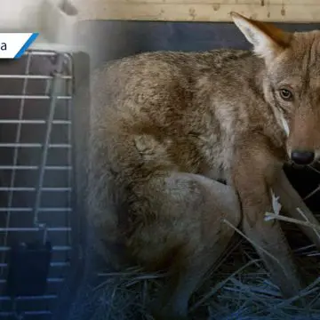 Rescatan a coyote que se metió a una casa en Acatzingo