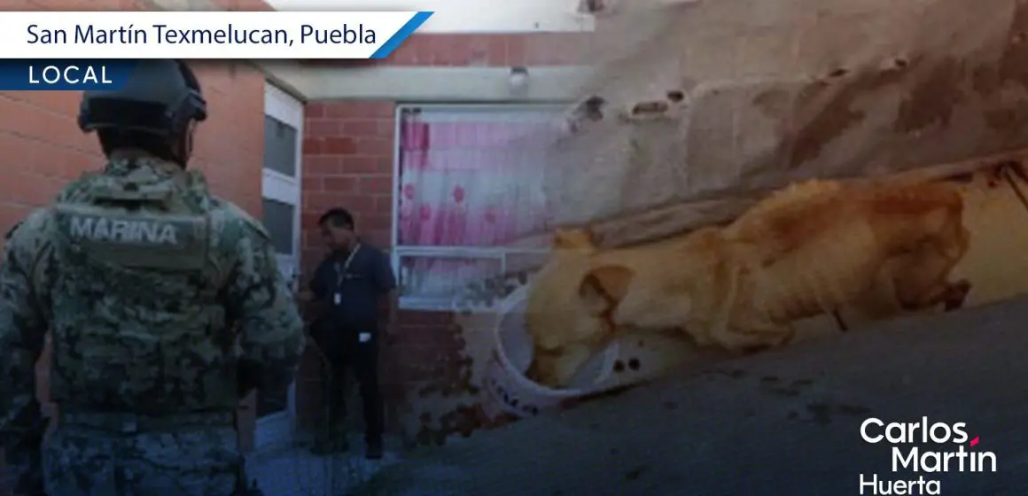Rescatan a perrito mediante cateo en San Martín Texmelucan    