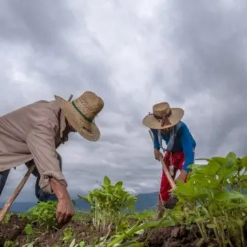 México clasificado como “Riesgo Estándar” en el reglamento de la UE contra la deforestación