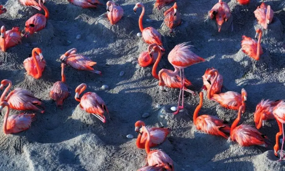 Nacen los primeros polluelos de flamenco rosa en la Reserva de la Biosfera Río Lagartos, Yucatán 2 flamenco Yucatan 920x554 1