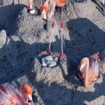 Nacen los primeros polluelos de flamenco rosa en la Reserva de la Biosfera Río Lagartos, Yucatán