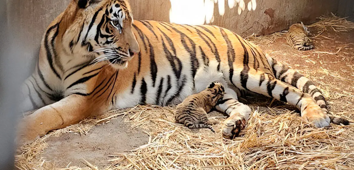 Profepa retira 119 animales del zoológico Constitución en Culiacán por irregularidades