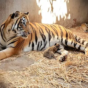 Profepa retira 119 animales del zoológico Constitución en Culiacán por irregularidades