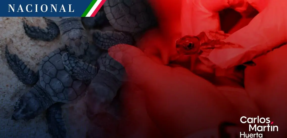 Cancún inicia liberación de crías de tortugas marinas