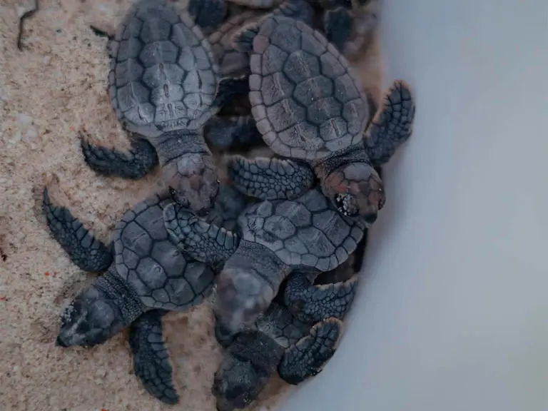 Cancún inicia liberación de crías de tortugas marinas 1 Cancún inicia liberación de crías de tortugas marinas