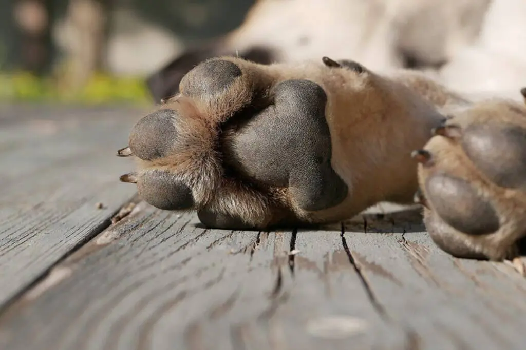 Exfuncionaria de Guadalajara confiesa sacrificio de perro en ritual de santería 2 Exfuncionaria de Guadalajara confiesa sacrificio de perro en ritual de santeria 3