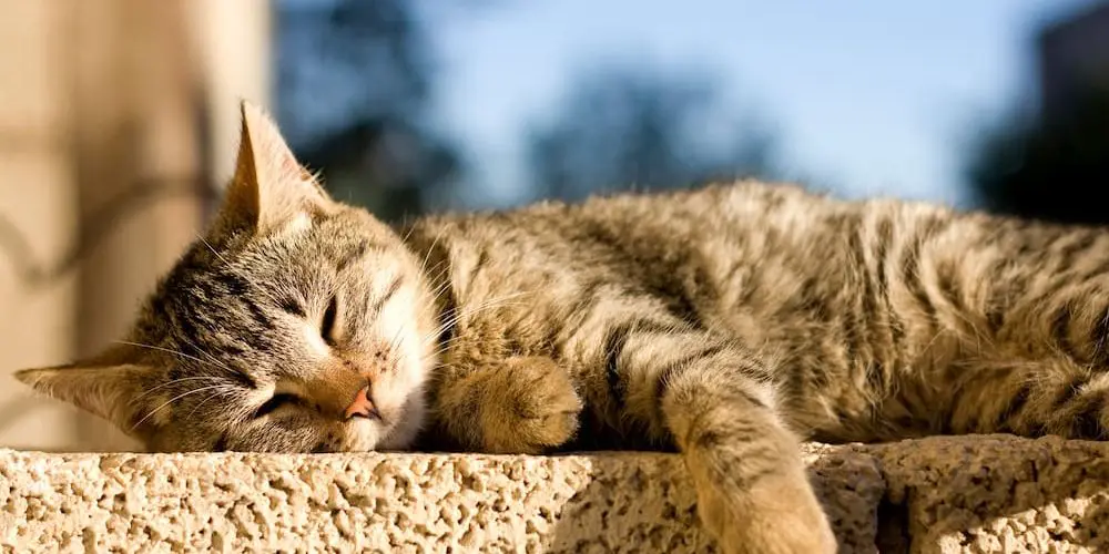 ¡Alerta! Protege a tus mascotas del golpe de calor y deshidratación en temporada cálida 2 GATOS EN VERANO