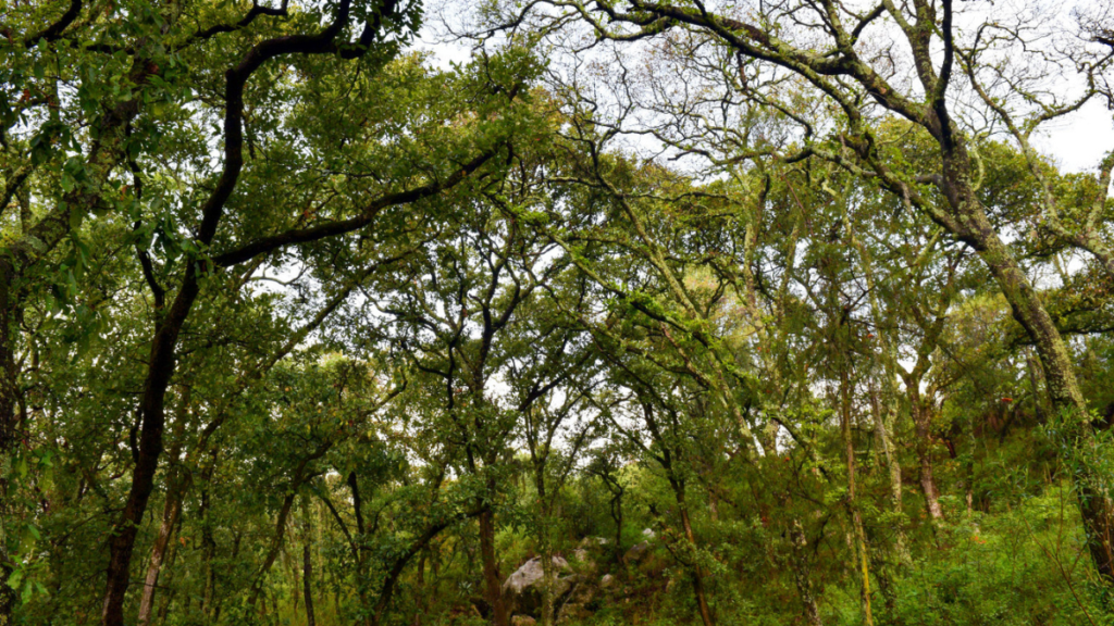 Gobierno de Puebla invertirá 14 mdp en el Programa Anual de Reforestación 2 Gobierno de Puebla invertira 14 mdp en el Programa Anual de Reforestacion