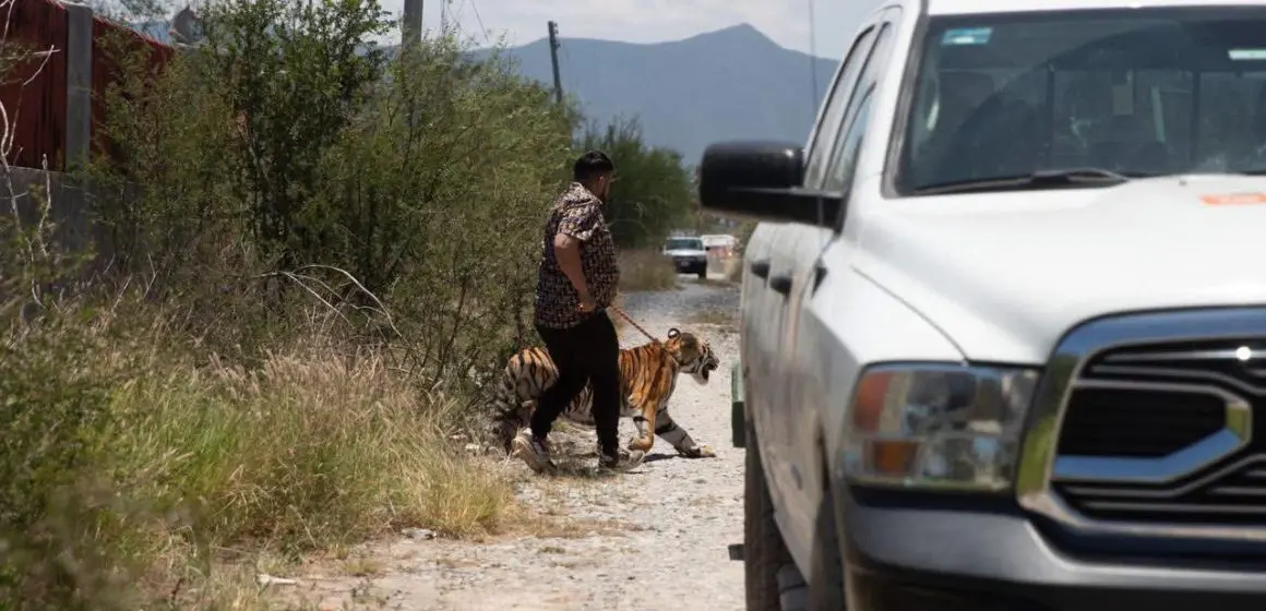 ¡Insólito! en Nuevo León capturan a un tigre que deambulaba por las calles de Salinas Victoria