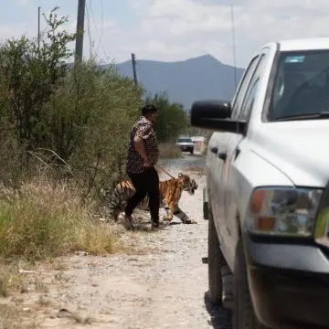 ¡Insólito! en Nuevo León capturan a un tigre que deambulaba por las calles de Salinas Victoria