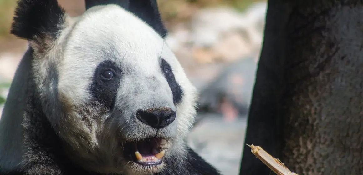Xin Xin, la panda de Chapultepec, celebra 35 años como un ícono de longevidad